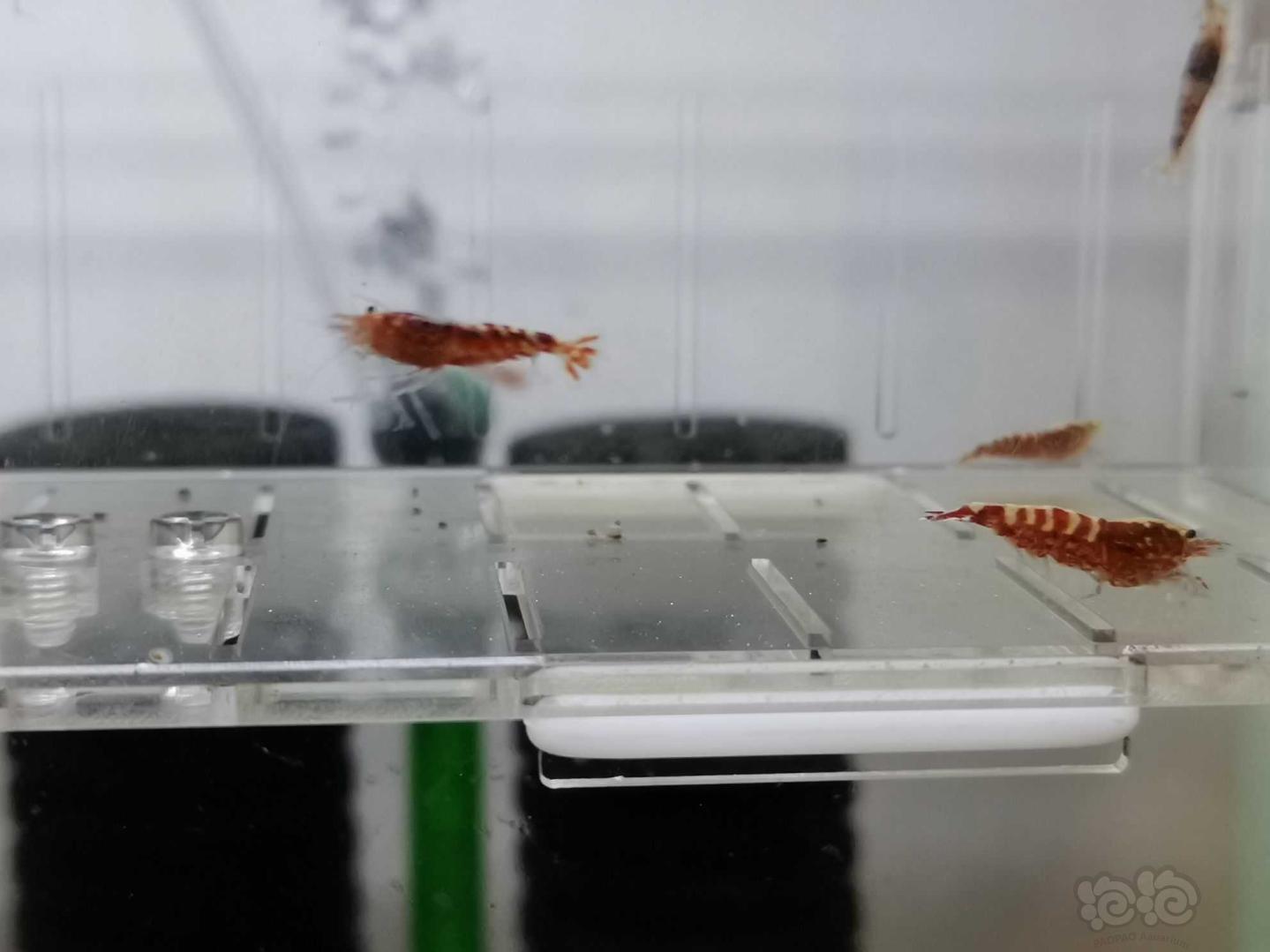 【虾】2021-05-20#RMB拍卖红银河水晶虾16只-图3