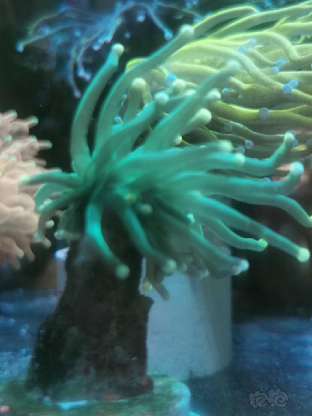 火柴头珊瑚…-图8
