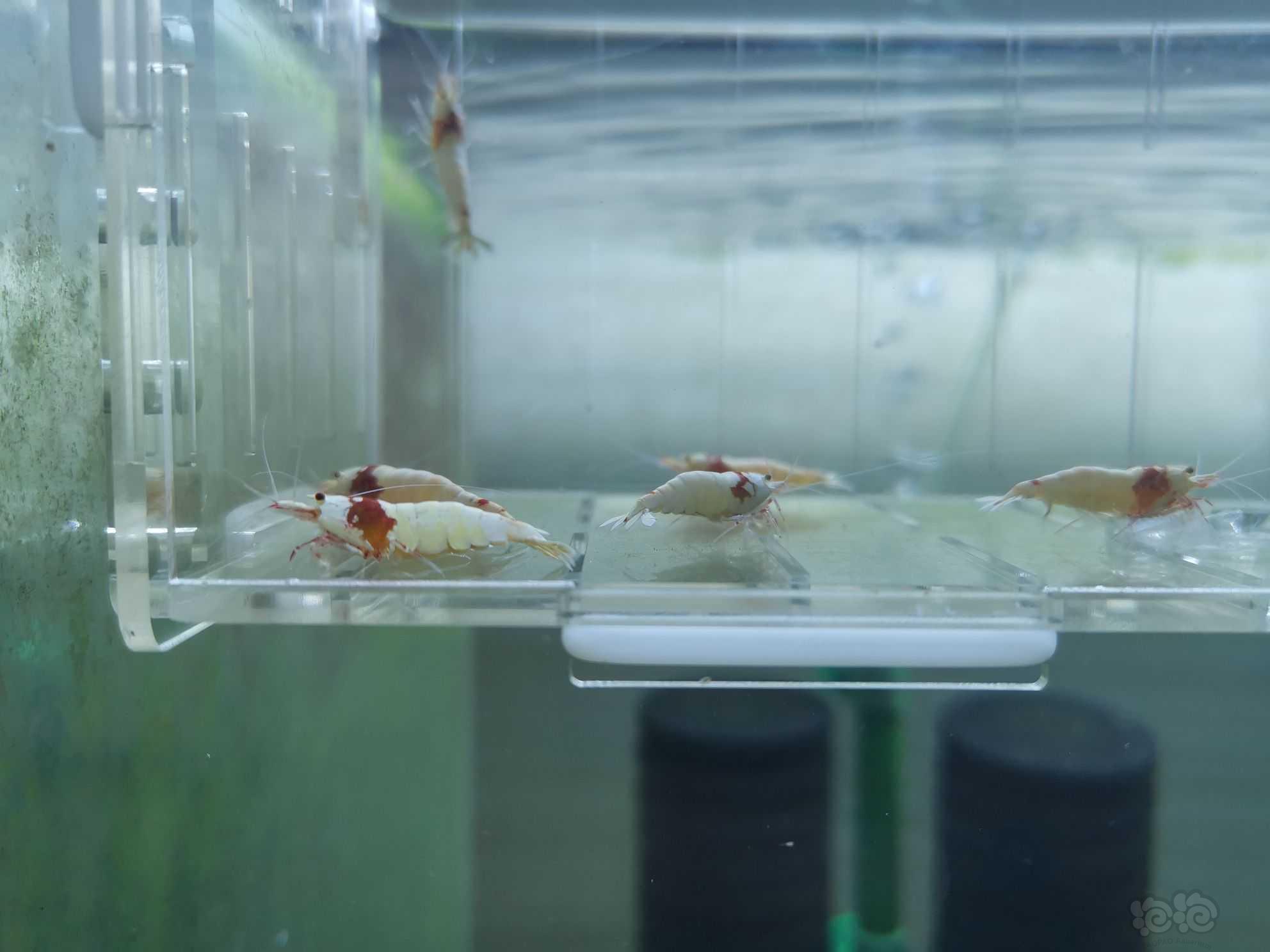 【虾】2021-05-25#RMB拍卖红白水晶虾成公8只-图1