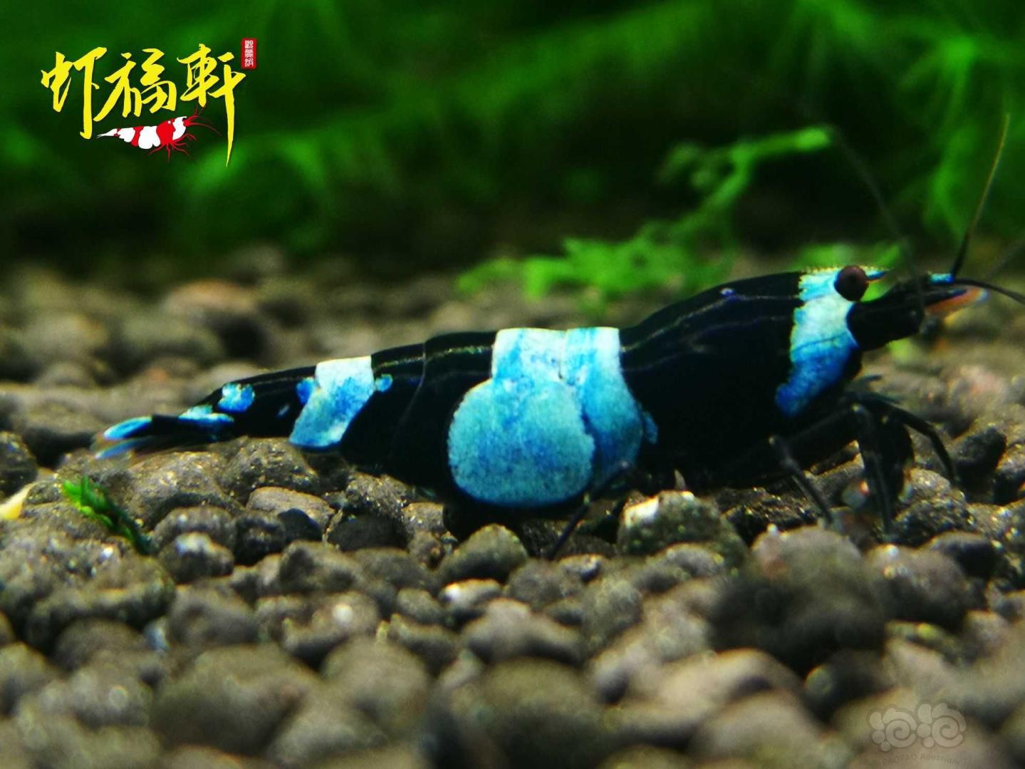 【虾】2021-05-11#RMB拍卖#蓝化黑金刚熊猫种虾3只-图1