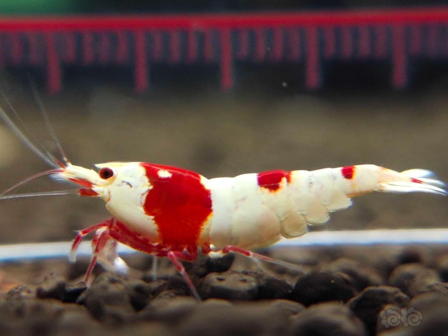 【虾】2021-5-15#RMB拍卖#经典纯血红白水晶虾繁殖组-图4