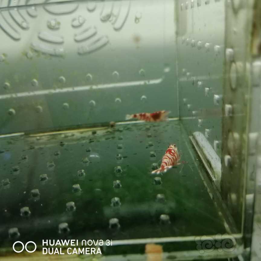 【虾】2021-05-26＃RMB拍卖红花虎3只-图4