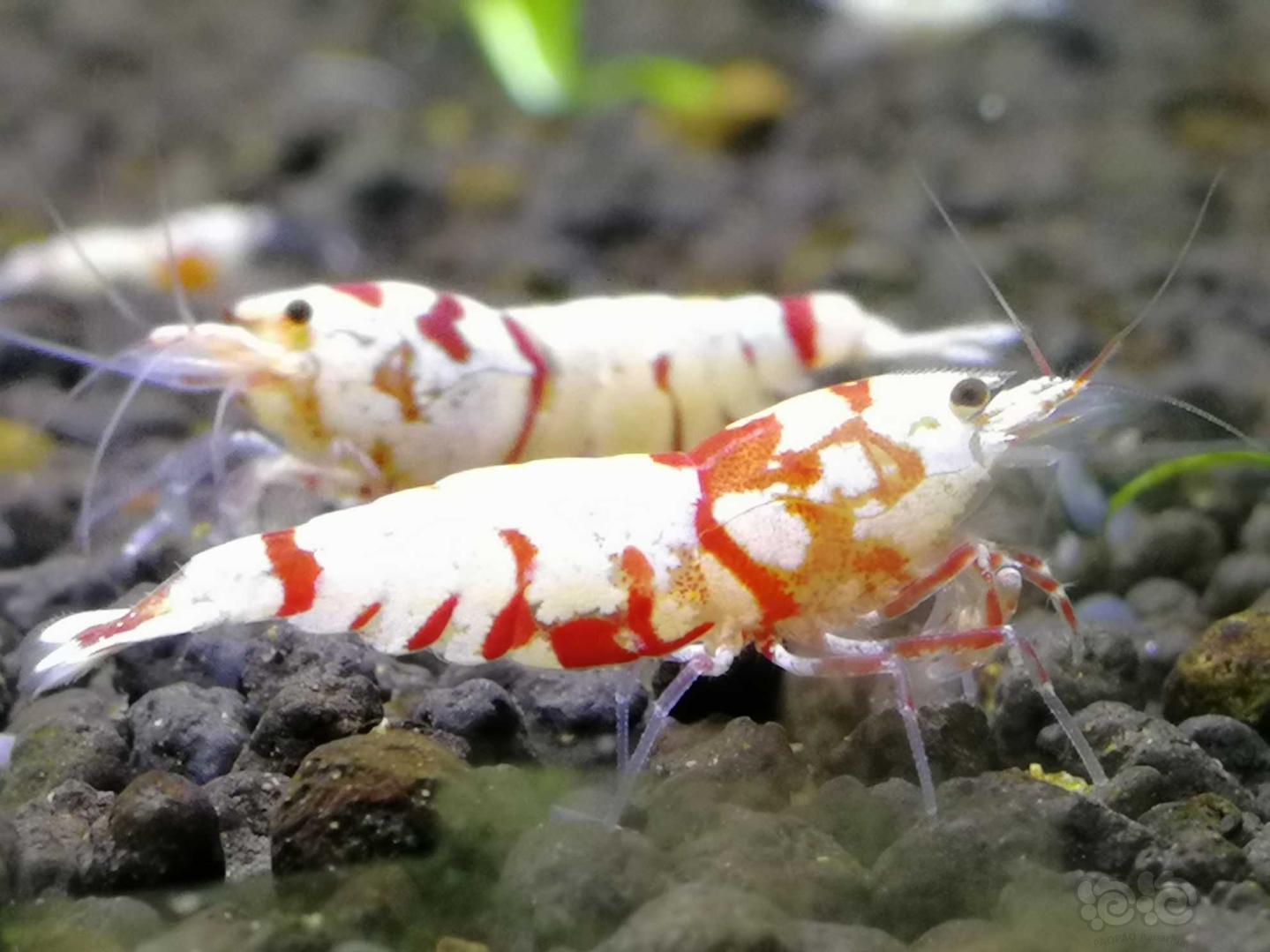 红花虎水晶虾-图4