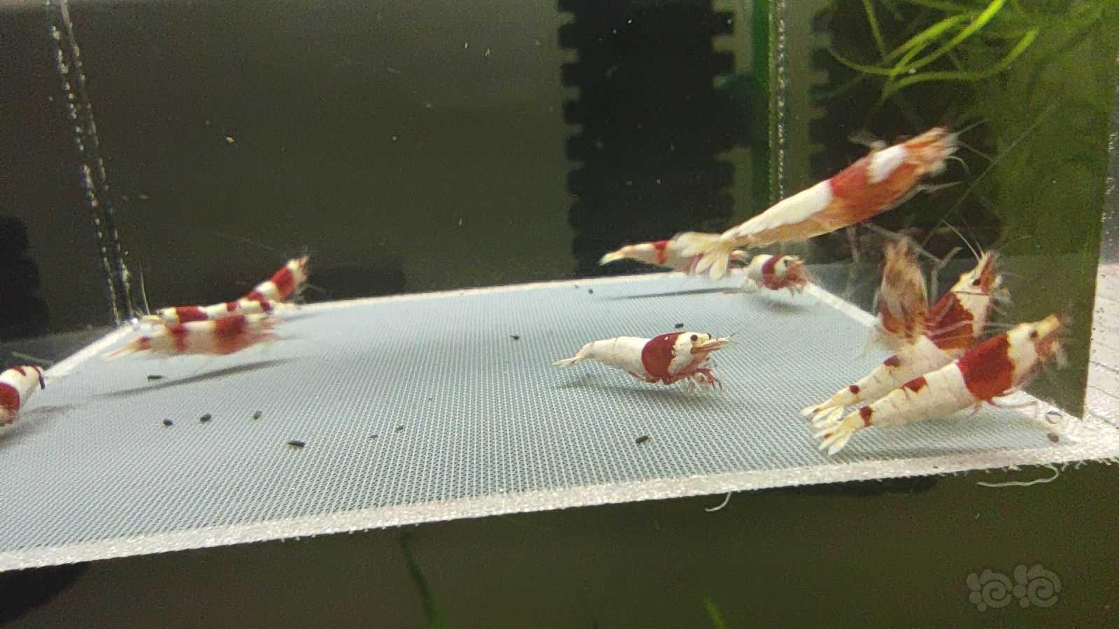 【虾】2021-05-28#RMB拍卖红白水晶虾15只-图8
