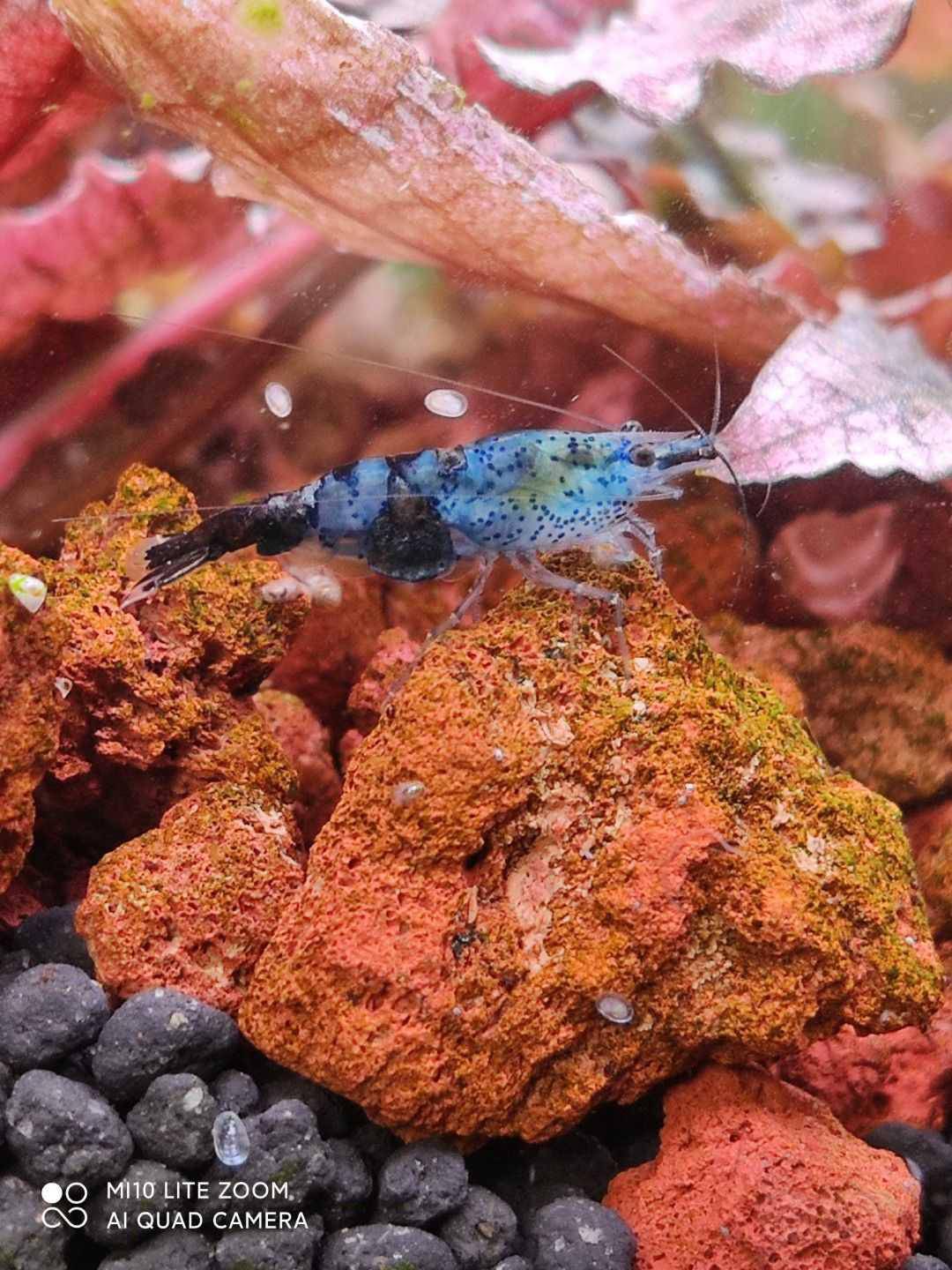 蓝宝石琉璃虾缅怀一下你