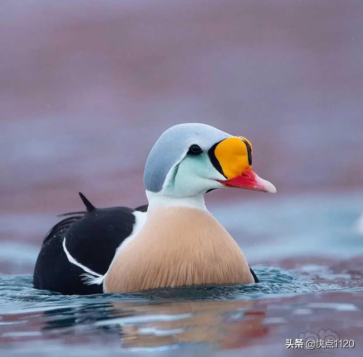 动物世界～王绒鸭king eider，分布于北极海岸，在北欧-图1