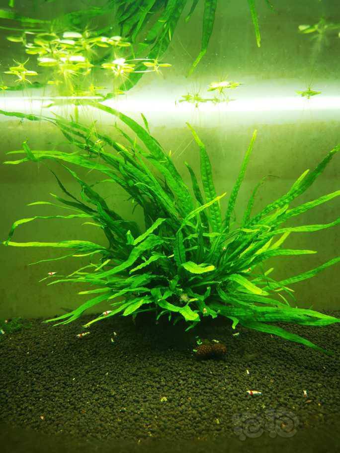 出细叶铁珊瑚莫斯