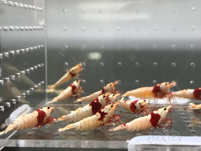【虾】2021-5-30#RMB拍卖#纯血红白水晶虾一份15只-图3