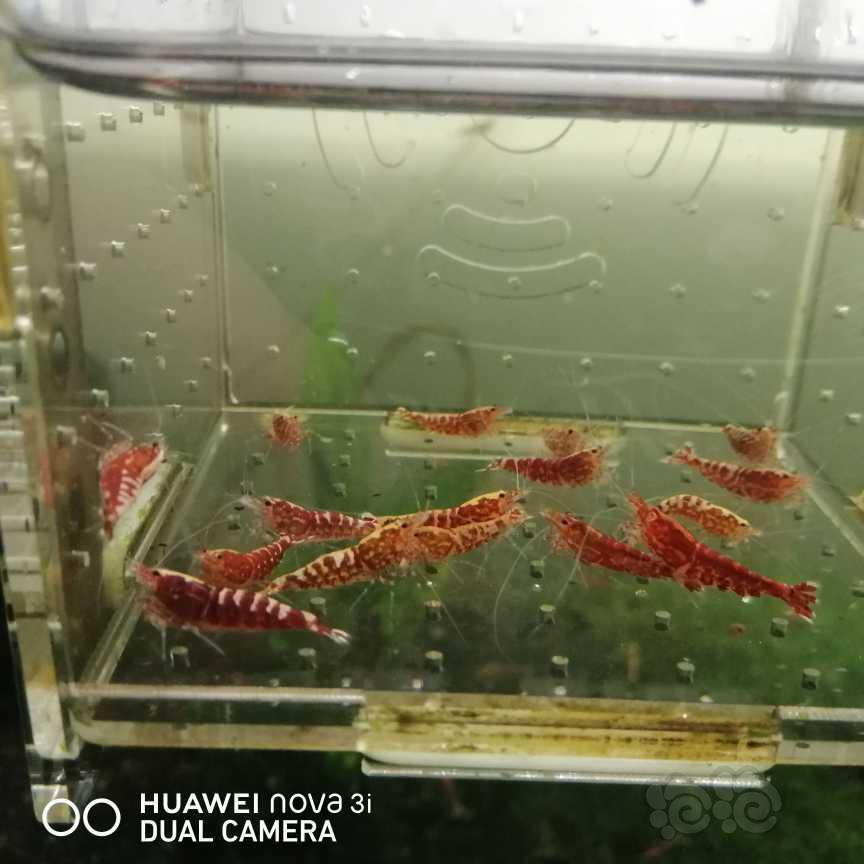 【虾】2021-05-24＃RMB拍卖红银向淘汰虾15只-图1