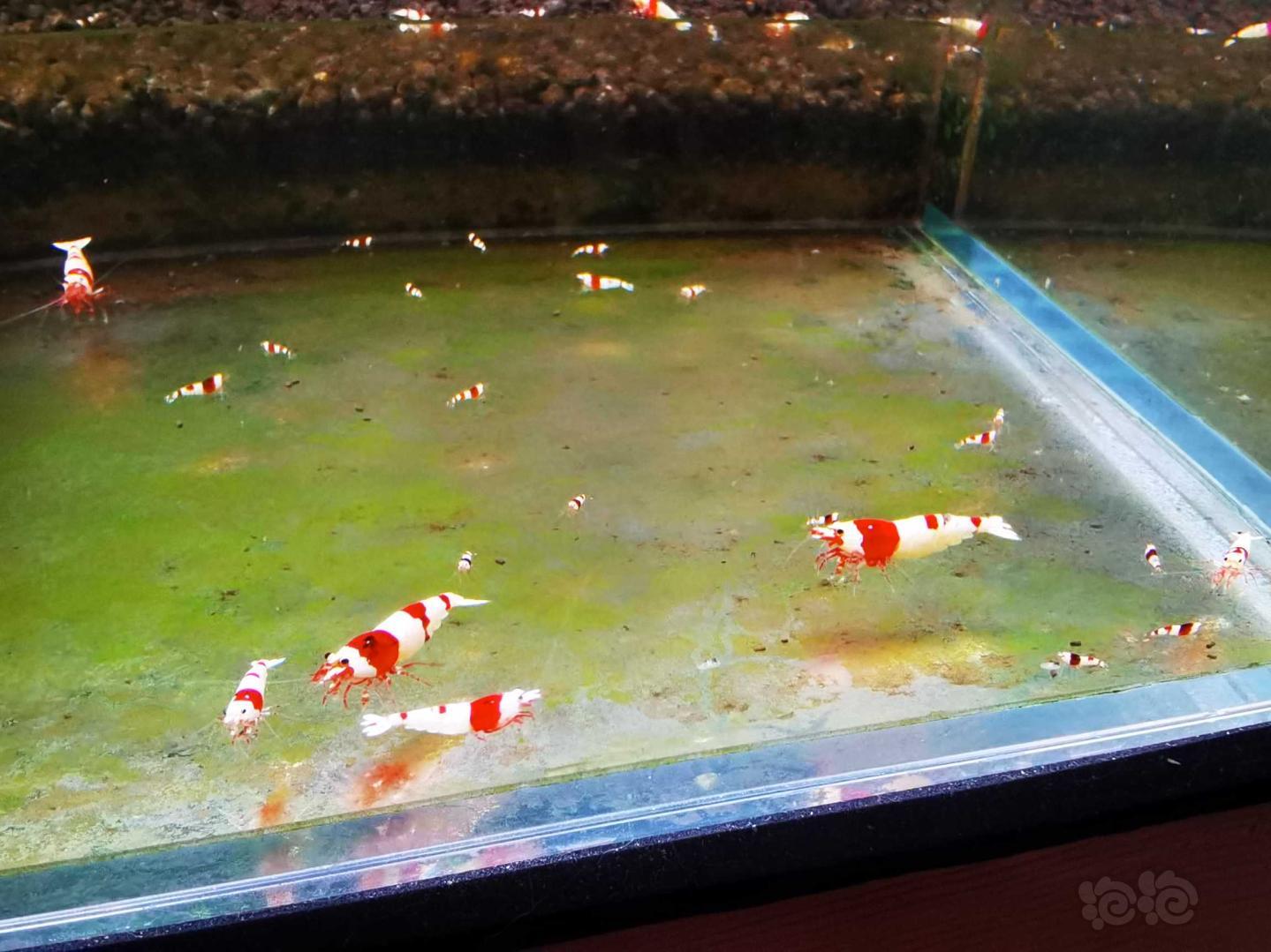 【虾螺】出售红白水晶虾-图1