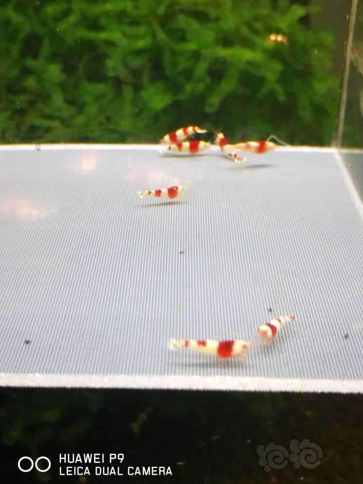 【虾】2021-05-27#RMB拍卖#纯血红白水晶虾10只小虾-图2