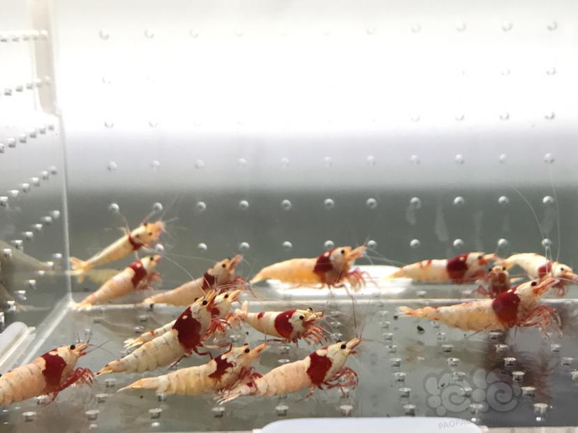 【虾】2021-5-30#RMB拍卖#纯血红白水晶虾一份15只-图6
