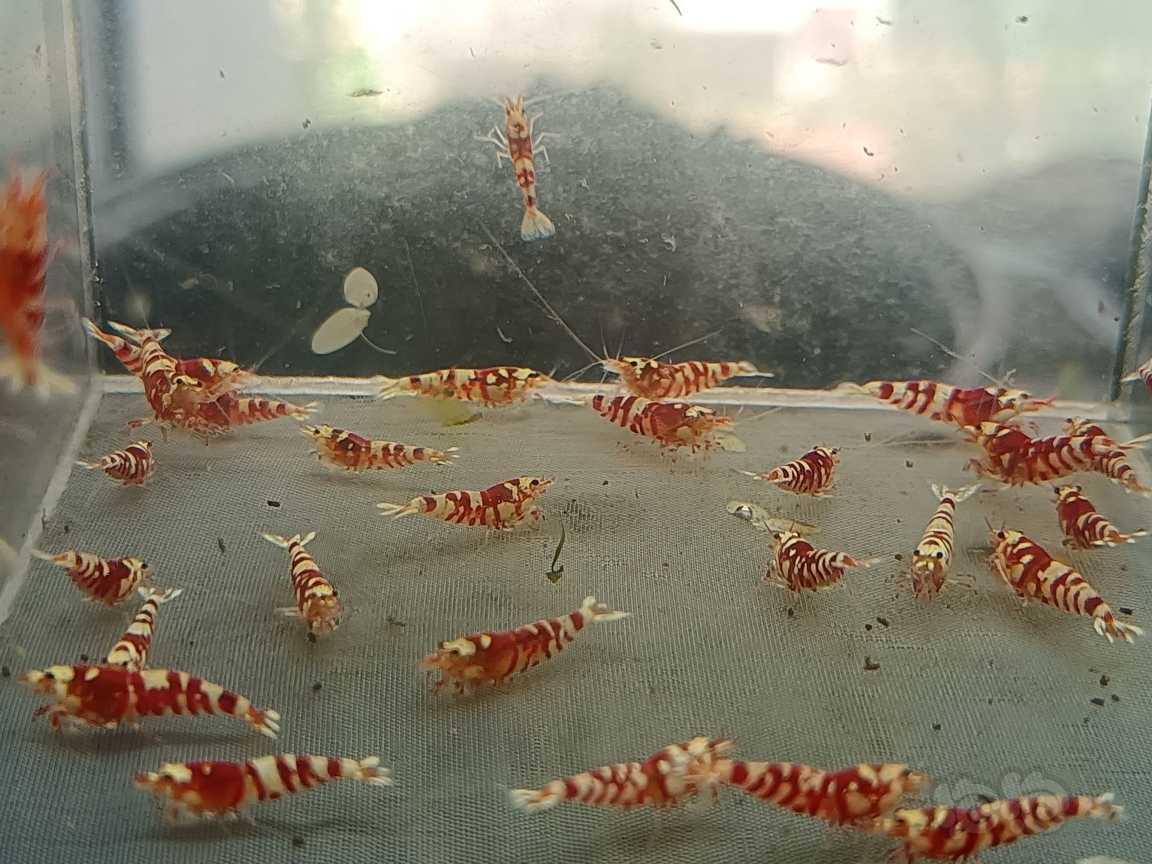 【虾】2021-05-18#RMB拍卖#红花虎水晶虾一份30只-图1