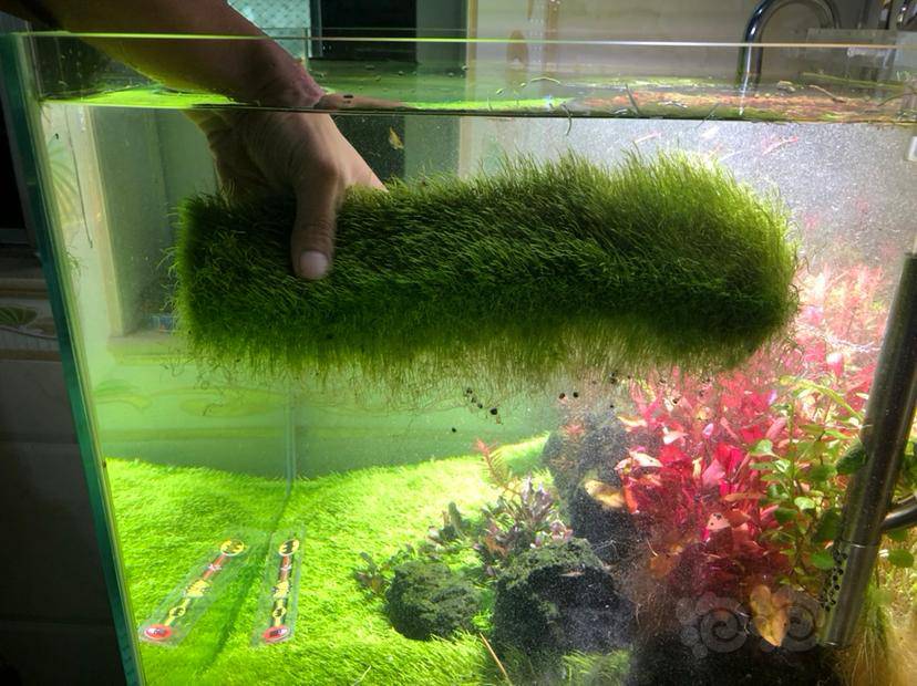 厚实挖耳草坪1010一片35元