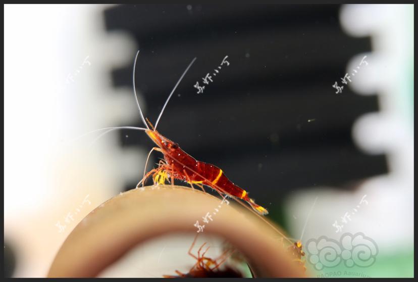 黄斑 帝格里 橙兔螺  微拍练习中-图2