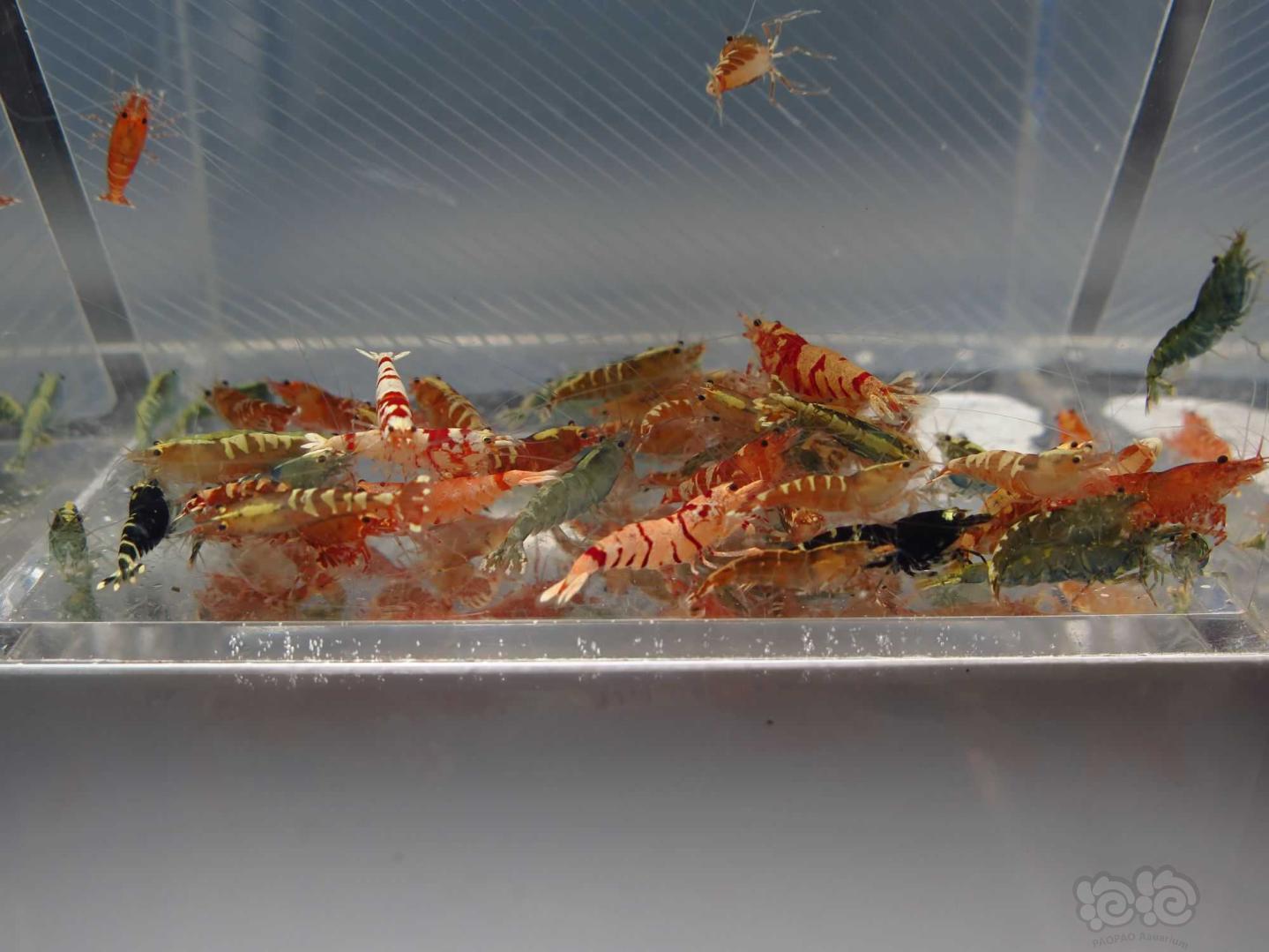 【虾】2021-5-20#RMB拍卖水晶虾大杂烩60只-图5