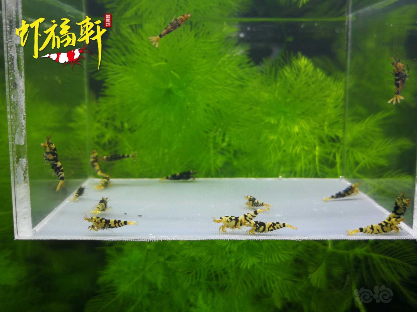 【虾】2021-05-10#RMB拍卖#黑花虎16只-图4