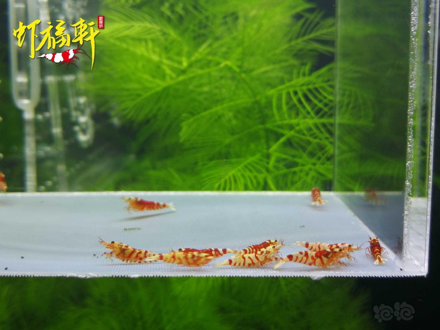 【虾】2021-05-05#RMB拍卖#红花虎淘汰苗10只-图3