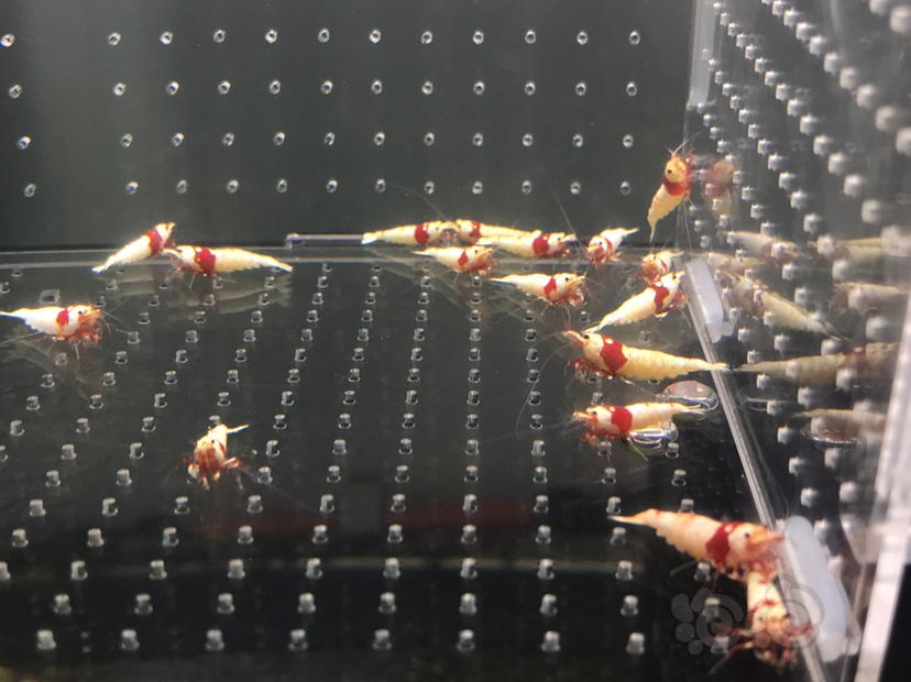 【虾】2021-5-17#RMB拍卖#纯血红白水晶虾一份20只-图8