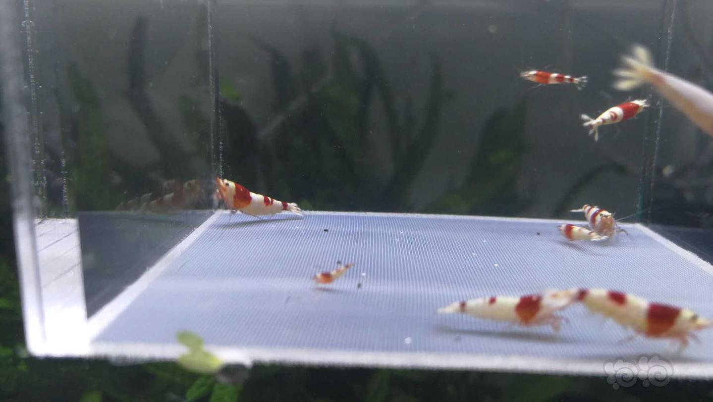 【虾】2021-5-13#RMB拍卖#纯血红白繁殖组7只配2只小虾-图4