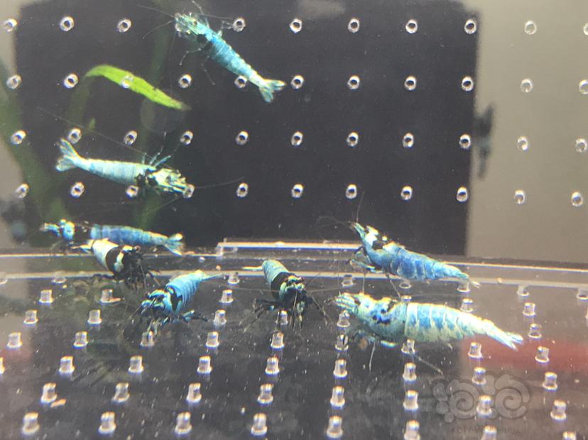 【虾】2021-5-21#RMB拍卖#蓝金刚蓝驱水晶虾一份19只-图9