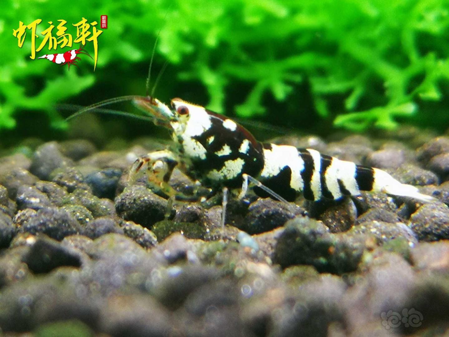【虾】2021-05-04#RMB拍卖#黑花虎5只-图5