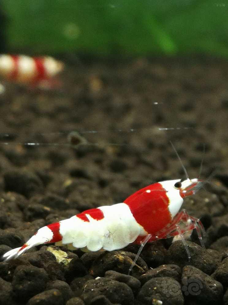 【虾】2021-05-28#RMB拍卖#红白水晶虾繁殖组1公3母-图1