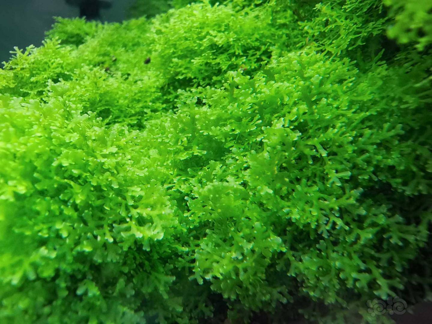 出虾缸养珊瑚莫斯水草