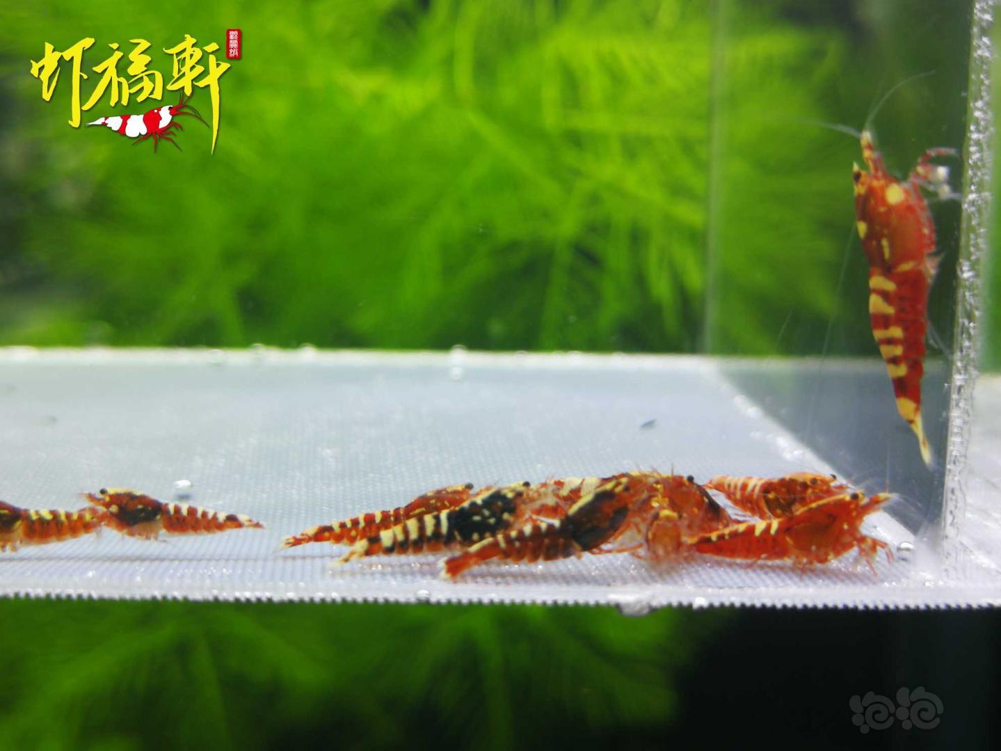 【虾】2021-05-05#RMB拍卖#红银河淘汰苗10只-图3