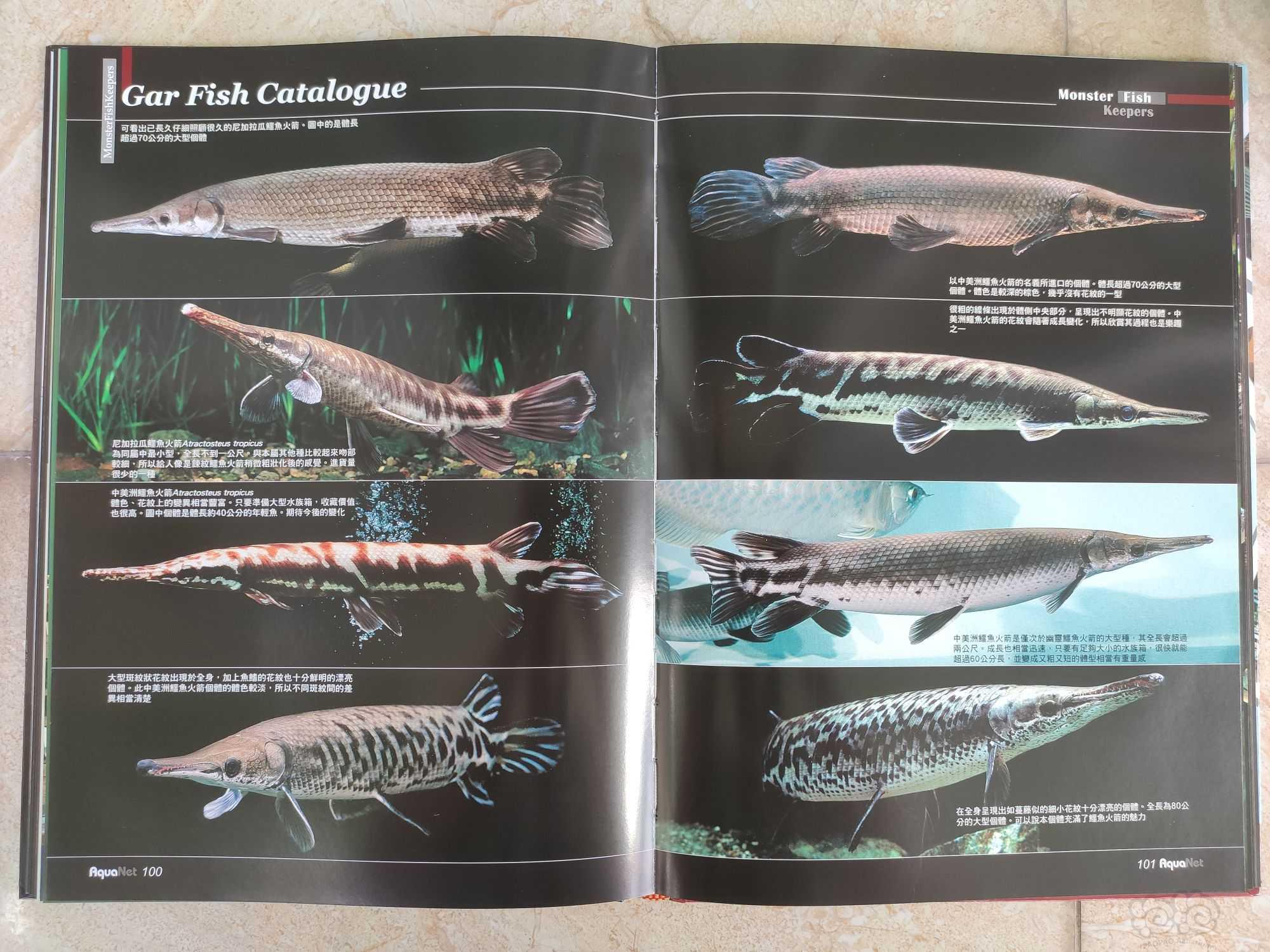 出水族书籍《魅力大型鱼》-图6