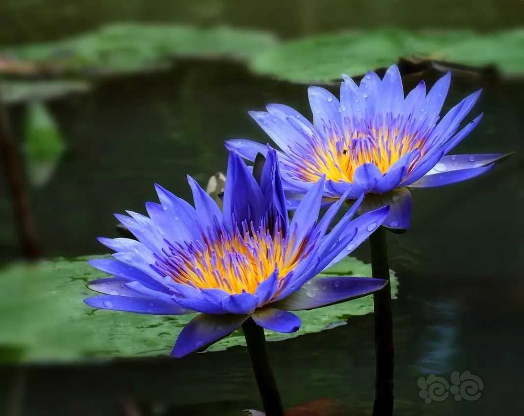 水草小百科 — 紫睡莲-图1