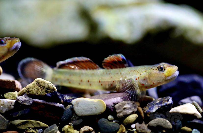 喉纹新红吻虾虎