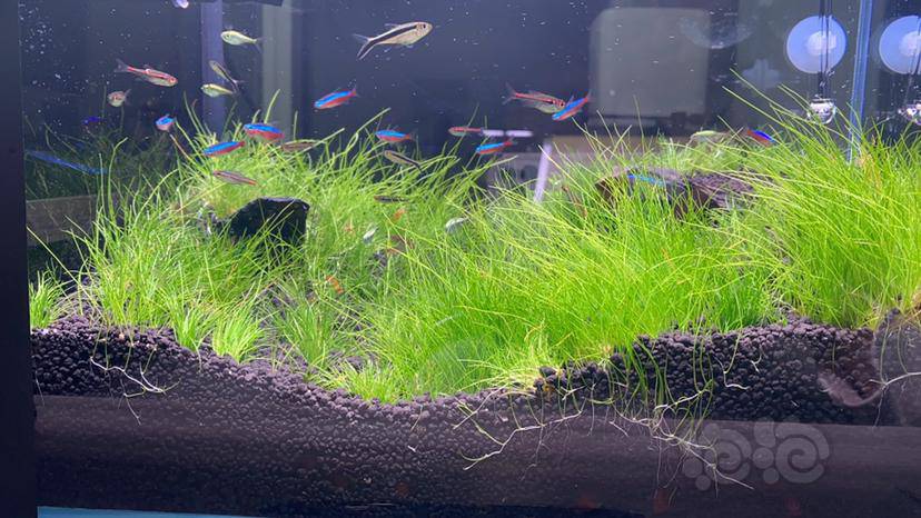 水草造景和种植 全牛毛草缸