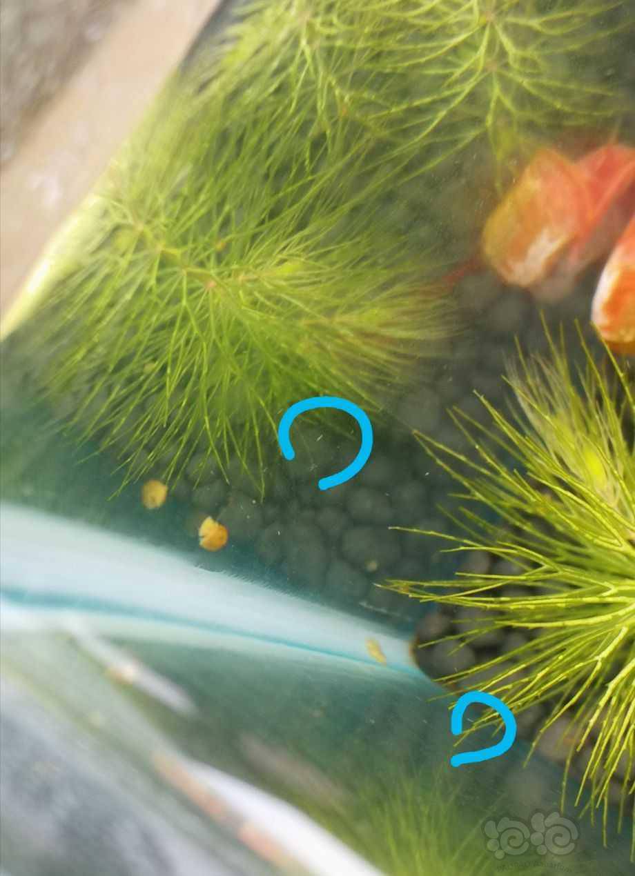 这像灰尘一样长的虫在水面上有好多还有小的白色的类圆形的虫
