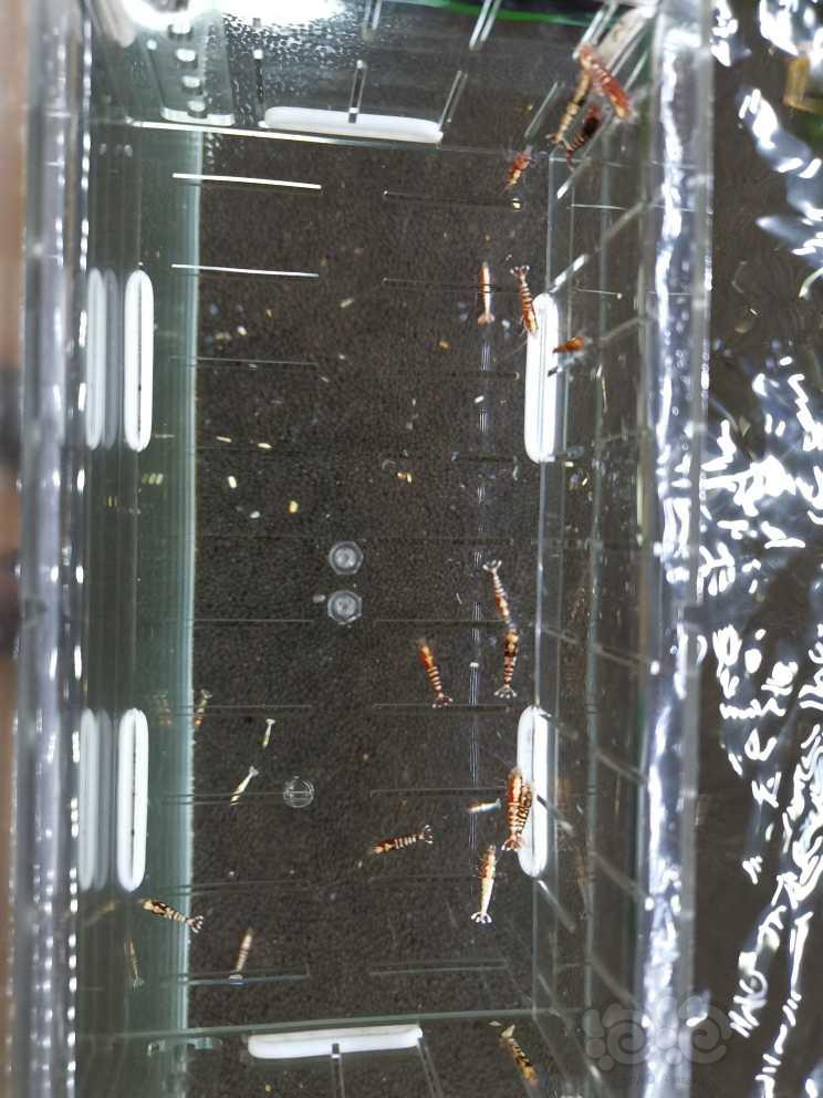 【虾】2021-05-17#RMB拍卖红银河水晶虾16只-图6