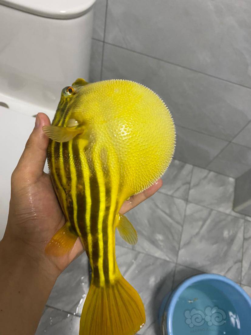 【其它】斑马狗头,大黄胖子