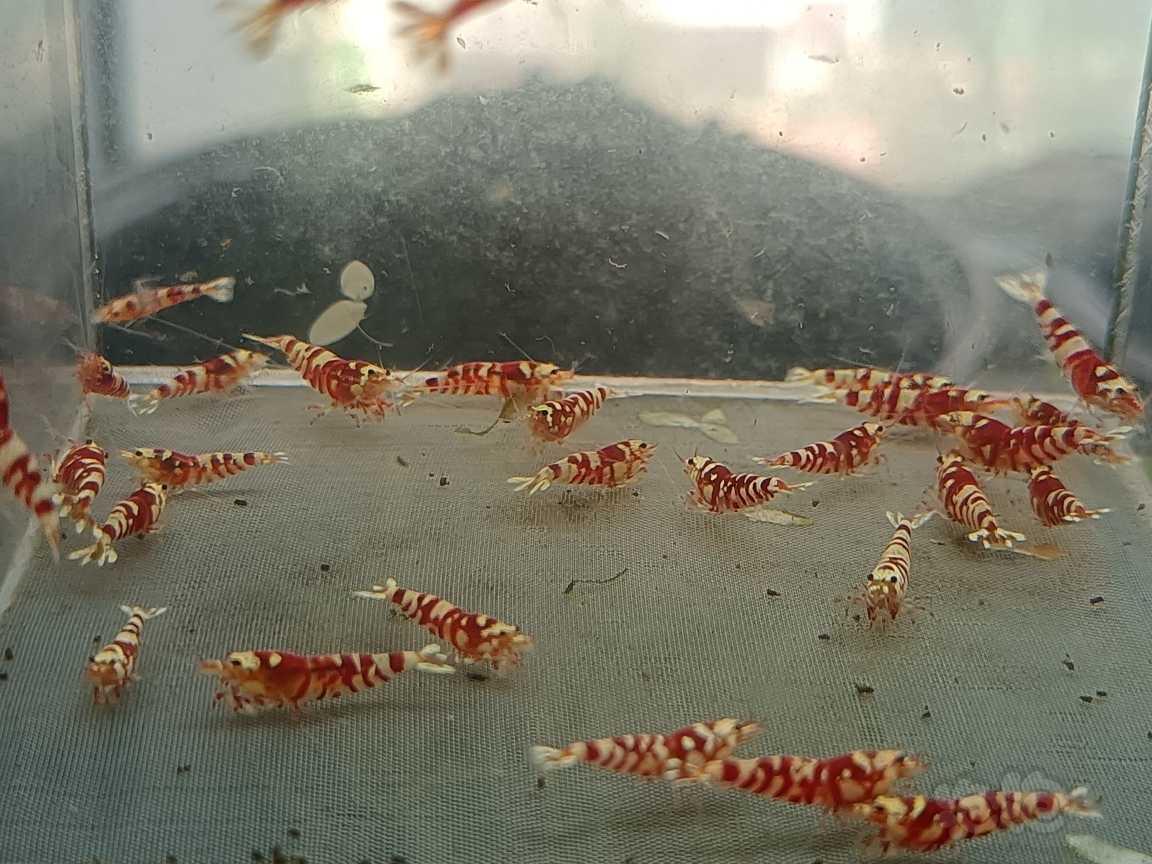 【虾】2021-05-18#RMB拍卖#红花虎水晶虾一份30只-图2