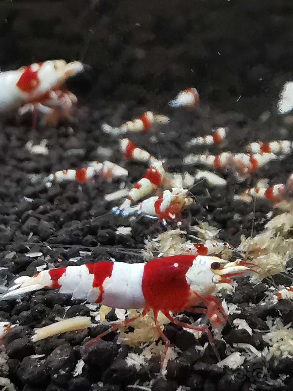 【虾螺】出售:纯血红白水晶虾-图1