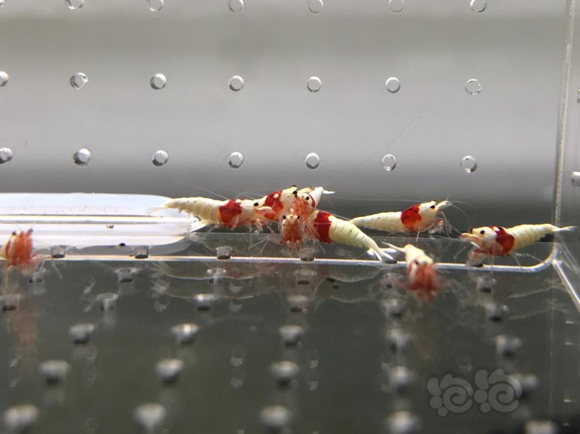 【虾】2021-5-30#RMB拍卖#红白水晶虾小苗子一份12只-图3