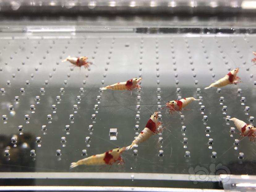 【虾】2021-5-24#RMB拍卖#纯血红白水晶虾一份15只-图2