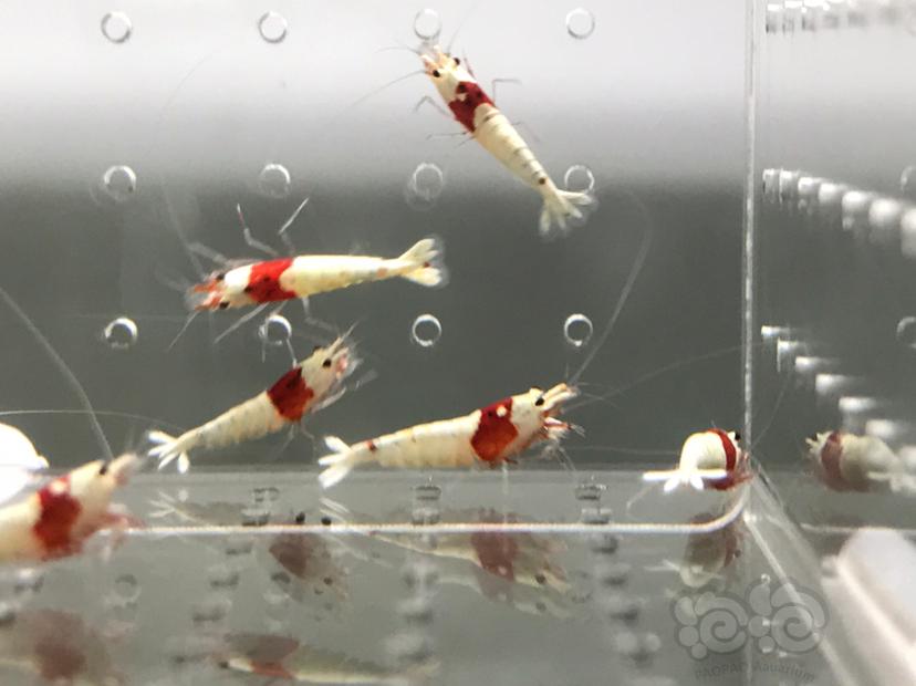 【虾】2021-5-30#RMB拍卖#红白水晶虾小苗子一份12只-图6