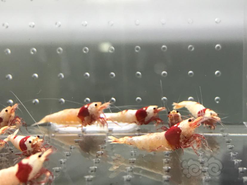 【虾】2021-5-30#RMB拍卖#纯血红白水晶虾一份15只-图4