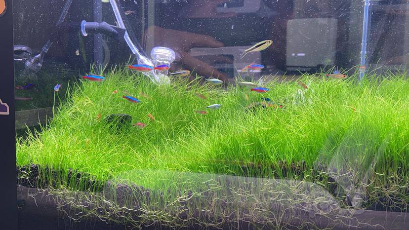 水草造景和种植 全牛毛草缸