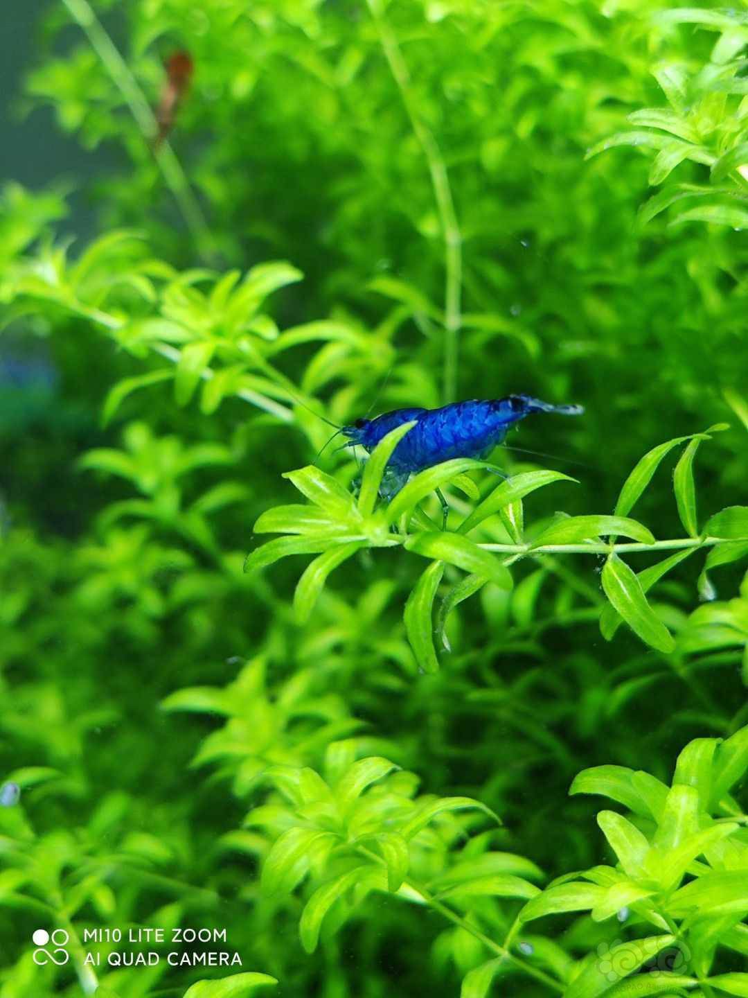 蓝宝石琉璃虾缅怀一下你