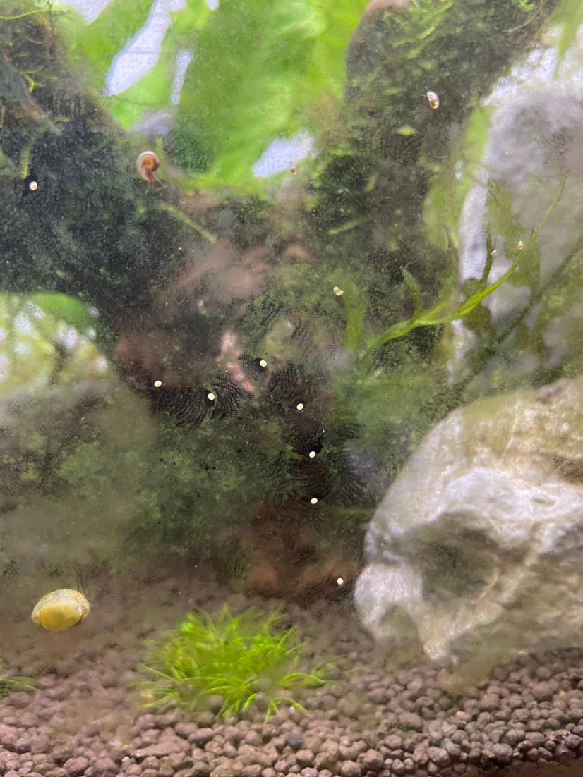 求大佬鉴定草缸里的白点