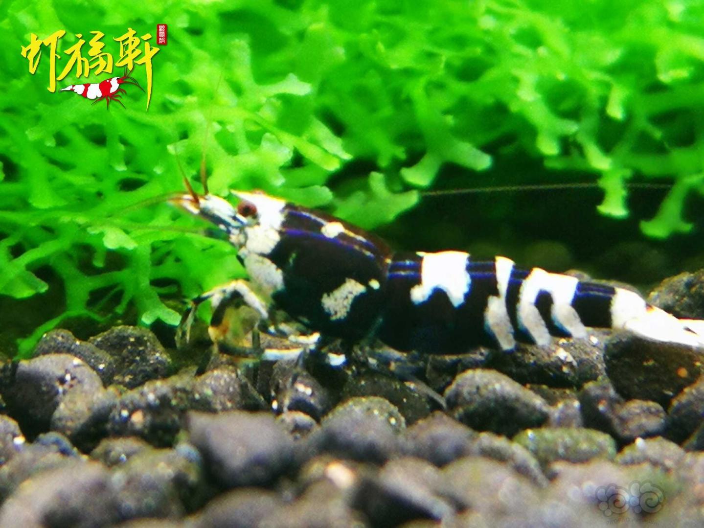 【虾】2021-05-04#RMB拍卖#黑花虎5只-图3