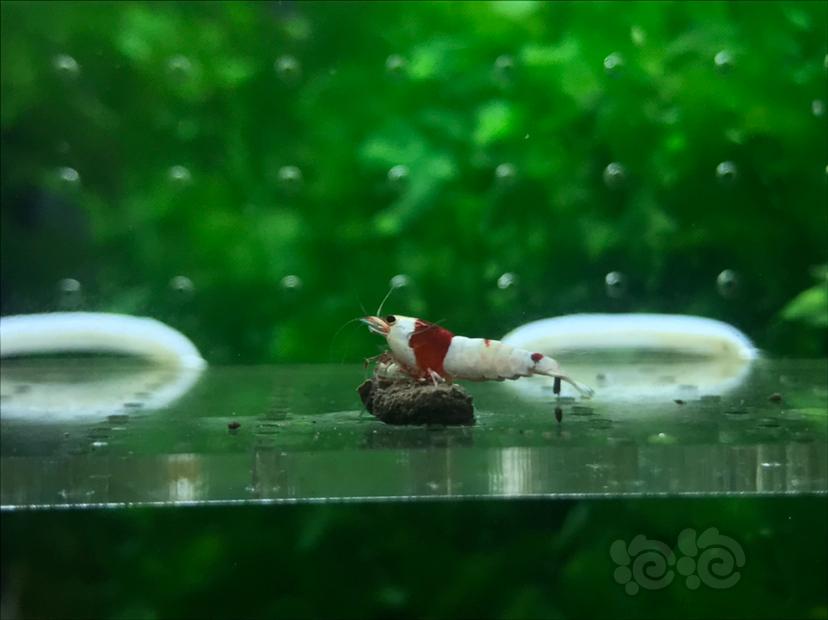 【虾】2021-5-12#RMB拍卖#咖啡血红白水晶虾一份8只-图7
