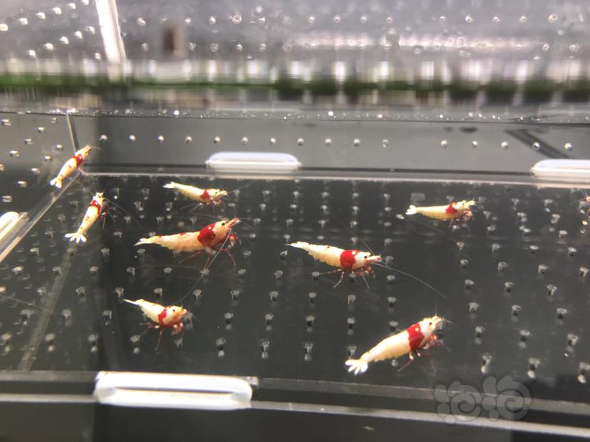 【虾】2021-05-25#RMB#拍卖纯血红白水晶虾15只一份-图6