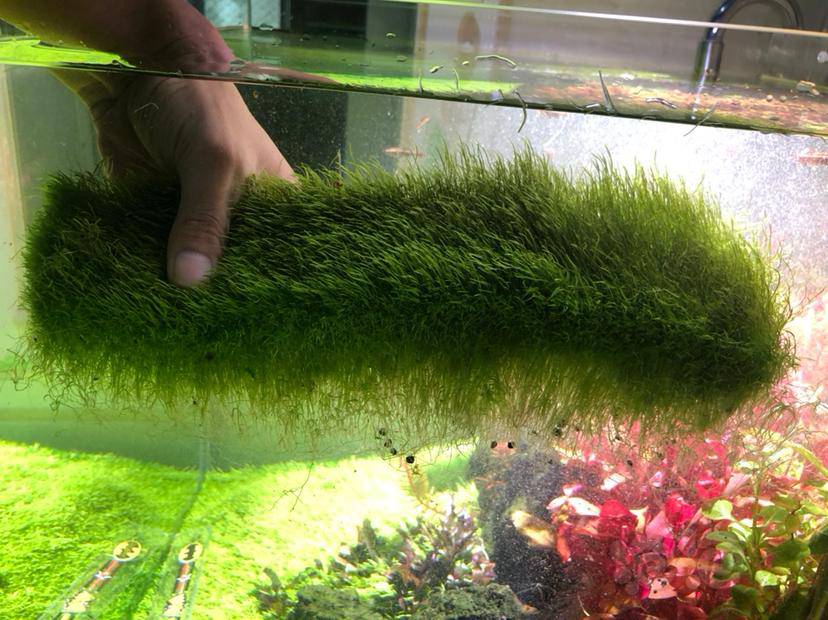 厚实挖耳草坪1010一片35元