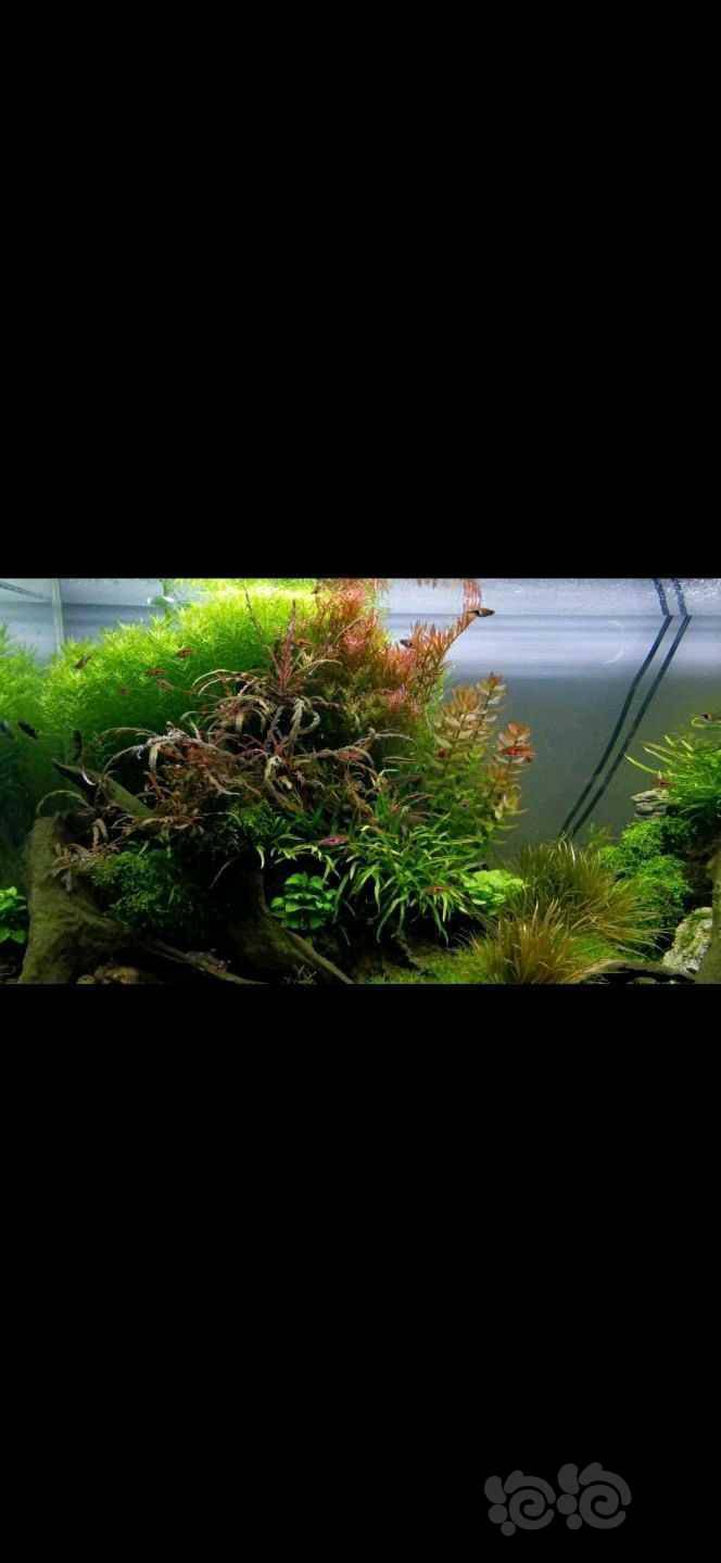 出打头水草 绿 红宫廷 罗贝力 虎耳 鹿角苔 红箦藻 趴地矮 泡泡水族